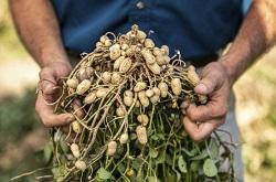 Peanut plant at harvest image Georgia Peanut Commission