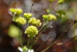 Buckwheat an attractive flowering California native plant for pollinators