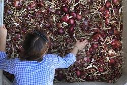 Onions are easy to plant in your winter food garden