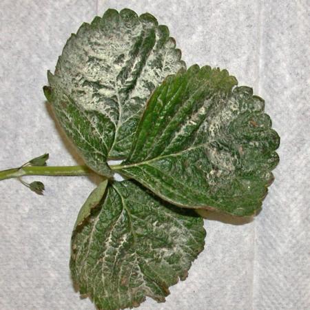 Sulfur residue on a leaf after application/ Residuo de azufre en una hoja luego de aplicación