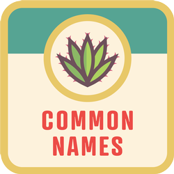 pitahaya-common-names-btn