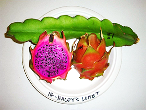 halleys-comet-lrg