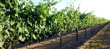 vineyard-landscape