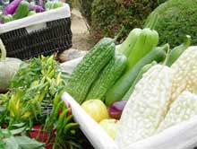 vegetables-copyrightSFP