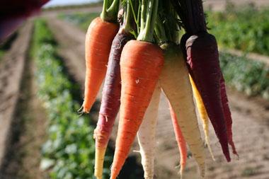 Farm advisors are growing rainbow-colored carrots as part of the Great Veggie Adventure.