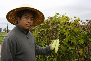 Michael Yang, agricultural assistant with the Small Farm Program who also speaks Hmong, picks bittermelon while visiting a Fresno farm.