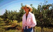 Katherine Kelly leads a tour that begins with the commercial apples (pictured here) on her Davis farm.