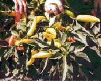 Specialty chile peppers may provide a new crop for small scale farmers in the Santa Clara Valley.