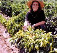 Maria de la Fuente kneels amidst a field of robust chile pepper plants at the Bay Area Research and Extension Center (BAREC).