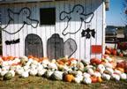 Ghosts haunt this Rombach Farms shed during Halloween season when gourds and pumpkins are plentiful.