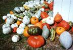 Rombach Farms' gourds and pumpkins spill across the ground in a dazzling array of shapes, colors, and sizes.