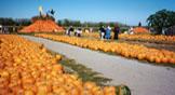 The Rombach Farms pumpkin patch commands immediate attention upon arrival at the 80-acre farm.