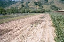 Ongoing field trials with organic fertilizers are important aspects of research efforts to improve organic vegetable production in California.