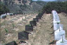 Lychee and longan field trials are conducted on 20 sites between San Luis Obispo and San Diego Counties.