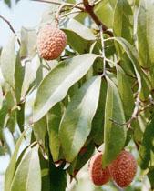 Fresh market lychee fruit is one of a number of promising potential new commercial crops in California.