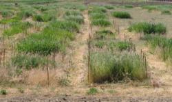 Interactions Between Seed Density, Seedling Thinning Dynamics, and Nutrient Supply in California Grasslands