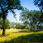 Oak grassland vegetation & plants at SFREC