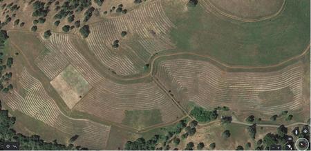 Drone Image of 43 acres of previously cleared rangeland planted to Blue Oak acorns and seddlings.