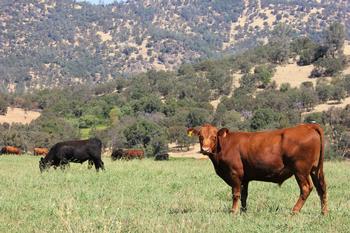 Red Steer on Irrigated Pasture with other cattle grazing in the background