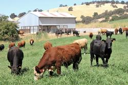 Yearling steers on the Sc-1 irrigated pasture at SFREC.