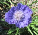 Fama blue pincushion flower