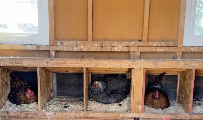 chickens in nesting boxes