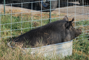 pig in trough small