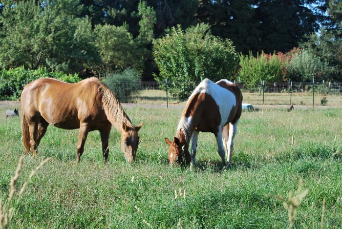 horses grazing small