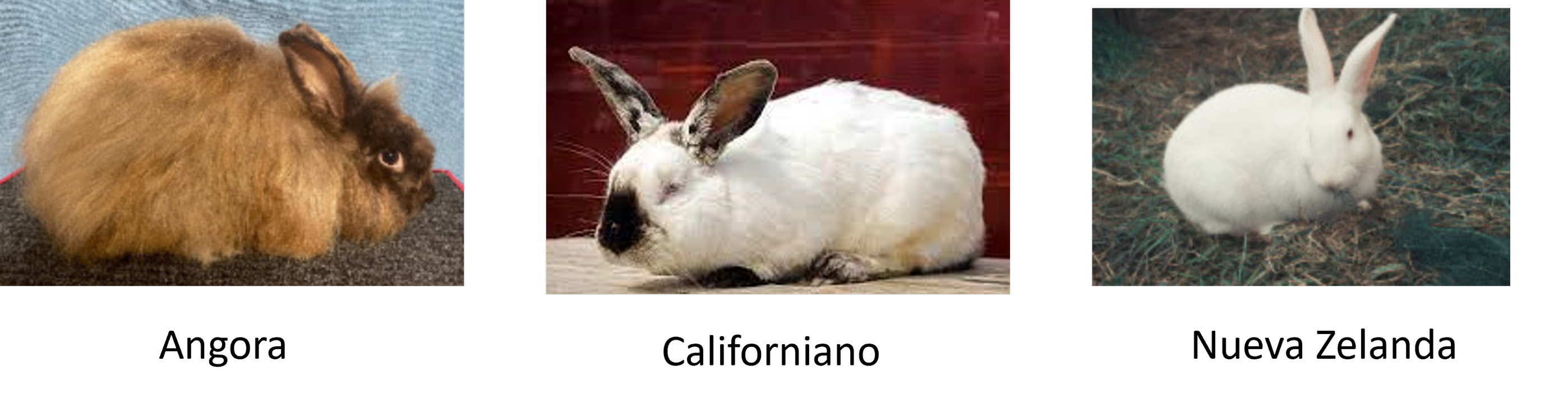 rabbit breeds es