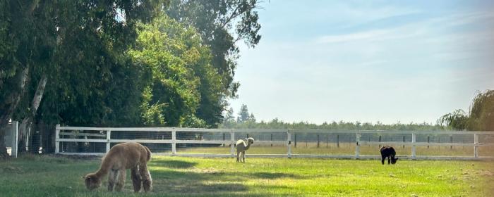 alpaca grazing