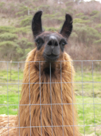 llama