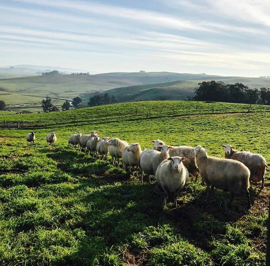 dairy sheep