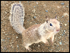 ground squirrel