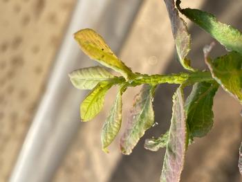 Aphids are a common pest, seen here feeding on new growth of a blueberry plant.