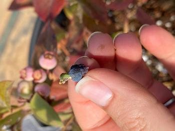 A light brown apple moth larva seen inside a blueberry.