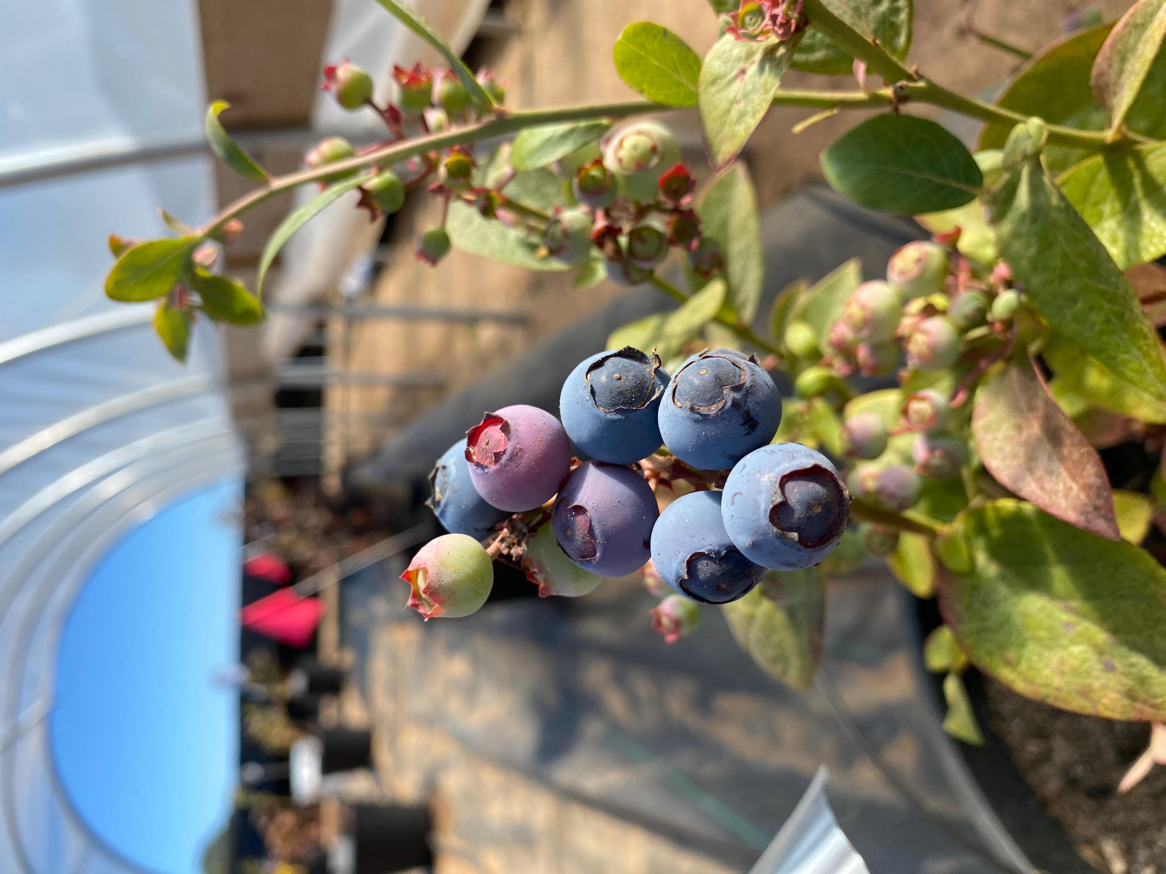 A cluster of ripe and unripe Snowchaser blueberries