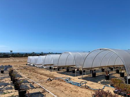 Our urban agriculture demonstration site at the Carlsbad Flower Fields.