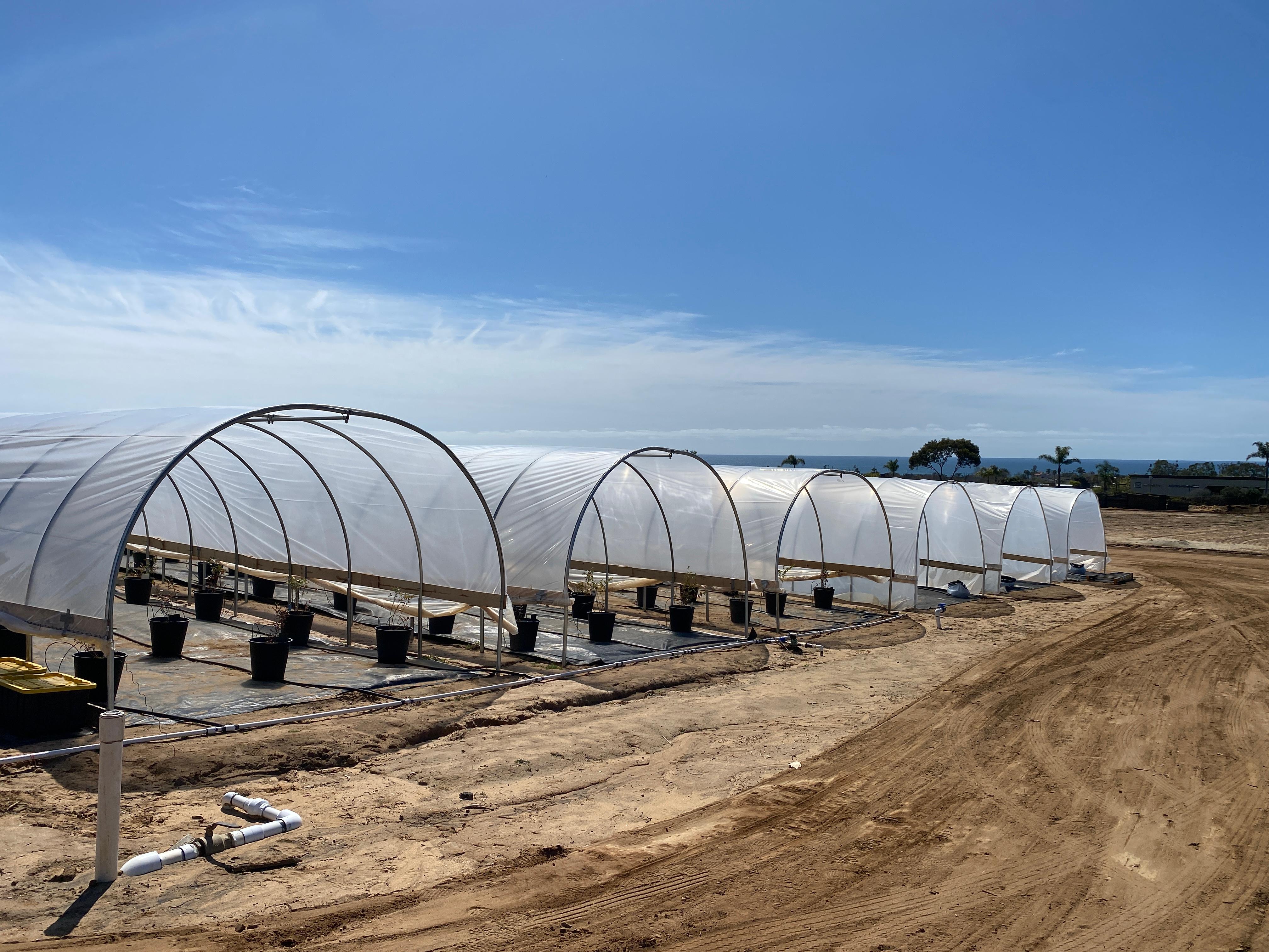 Steel high tunnels (foreground) and PVC high tunnels (background) at our demonstration site.