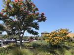 African Tulip Tree