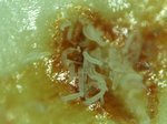 Agave Mites