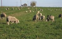 animals and cover crops