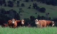 soil pasture cows
