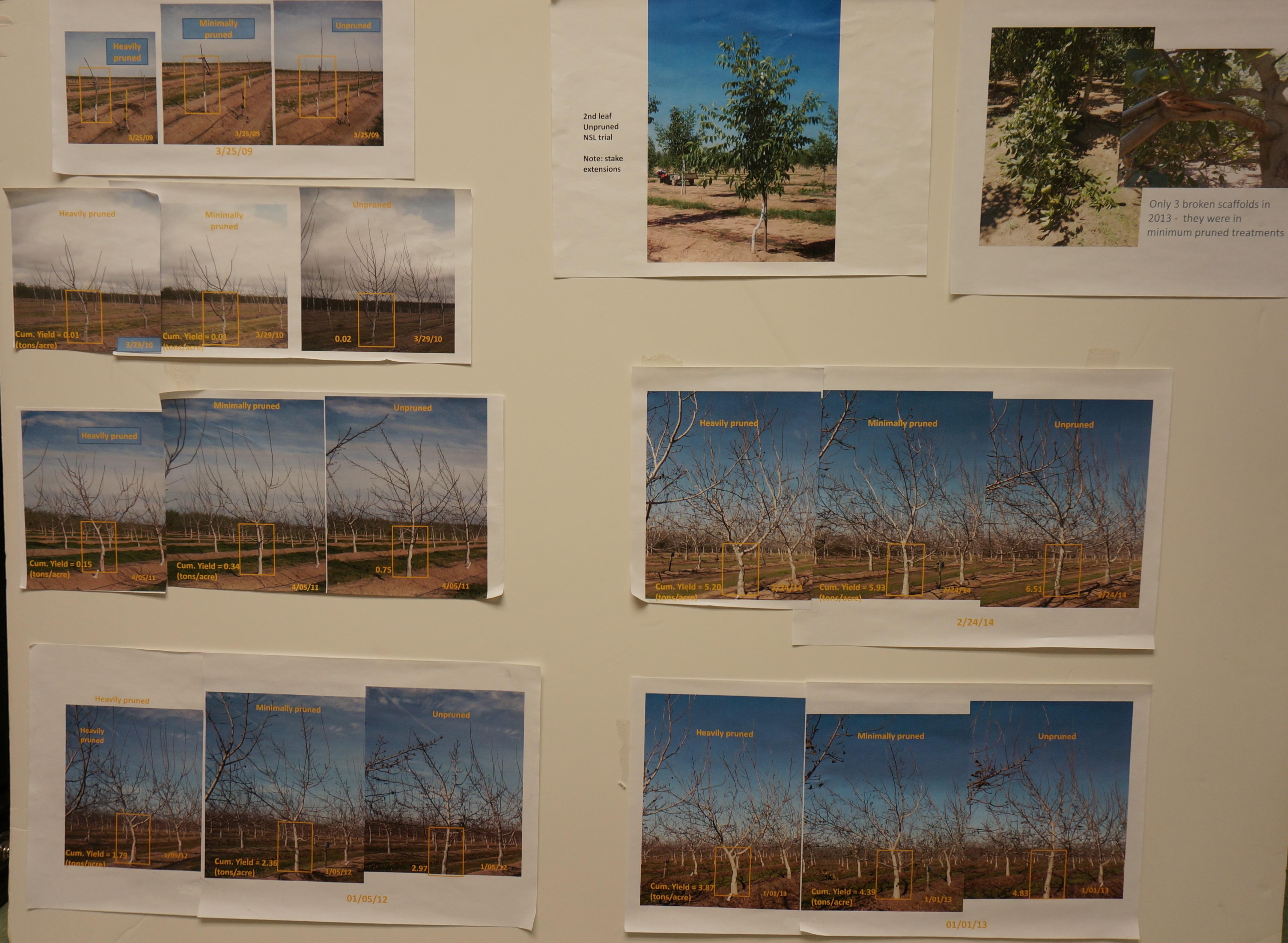 No Pruning - Pruning Comparison (2014 Poster for NSL pruning field day)