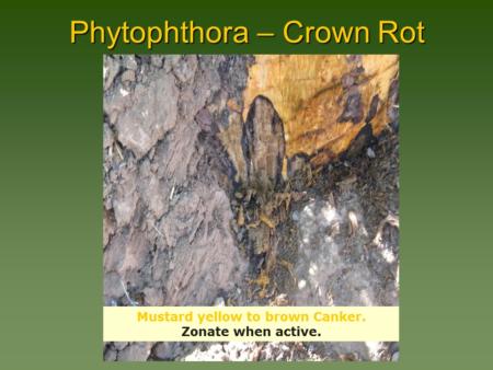 Phytophthora – Crown Rot