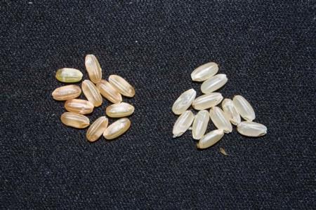 Milled red rice with reddish color (left) and milled California medium grain variety (right) (photo credit: Luis Espino and Larry Strand, UCCE)