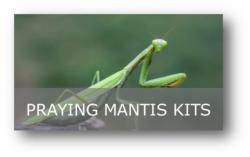 Praying Mantis