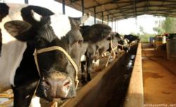 cow-staring-dairy-farm-karnataka-500x303