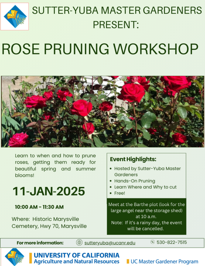 Rose Pruning Workshop