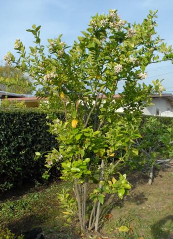 A multi-grafted tree in a Hacienda Heights backyard was the first in California to be found infected with HLB.