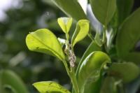 Asian citrus psyllid and huanglongbing disease are serious threats to the California citrus industry.